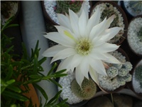 045e033f-Picture 001.jpg